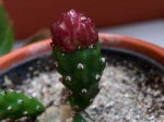 Opuntia_vulgaris.JPG