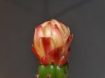 Opuntia_vulgaris_2.JPG