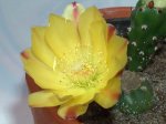 Opuntia_vulgaris_3.JPG