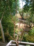 DSCF0412.JPG