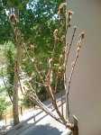 DSCF0414.JPG