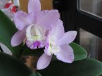 Cattleya 2.jpg