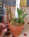 Stelis especies.jpg