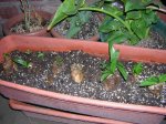 DSCN0291.JPG