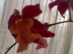Imagen033.jpg