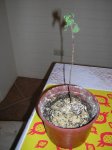 DSCN0248.JPG