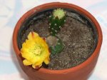 Opuntia_vulgaris_4.JPG