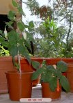fuchsiasconcurso180606.JPG