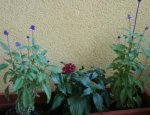 salvia farinacea copy.jpg