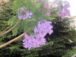 Árbol veci en flor.jpg