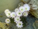 Imagen010.jpg