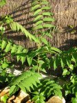 Planta.jpg