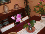 P6190246 copiar.gif