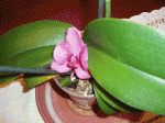 P6190247 copiar.gif