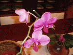P6190250 copiar.gif