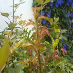 DSC00087.JPG