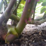 DSC00080.JPG