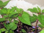 Astilbes.jpg