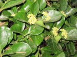 Evónimo en flor.jpg