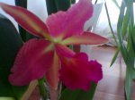 Cattleya.jpg