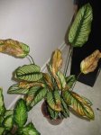 IMG_0755.JPG