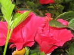 Hibisroj.jpg