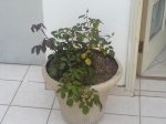 DSC00065.JPG