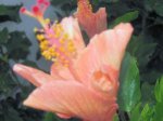 Hibisros.jpg