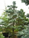 picea aa).jpg