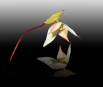 Reflejo heliamphora Rec..JPG