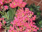Kalanchoe.jpg