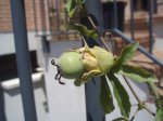 fruto p.jpg