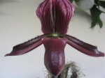 paph (Small).JPG