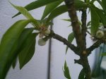 mis frutales 020.jpg
