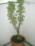 mis frutales 016.jpg