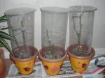 DSCN0218.JPG
