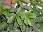 IMG00028-1.jpg