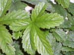 IMG00030-1.jpg