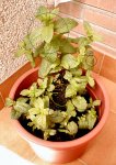 Planta Menta - 21-06-2006 - tips.jpg