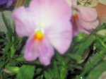 Pens violeta.jpg