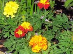 Tagetes.jpg