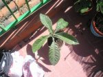 P1010009.JPG
