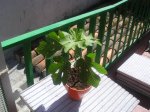 P1010010.JPG