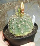 G. baldianum 2.JPG