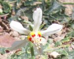 FLOR.psd.jpg