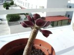 IMG_0139.JPG