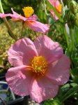 One time flower.jpg