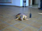 TORTUGA.JPG