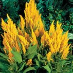 Celosia1.jpg