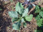 coliflor.JPG